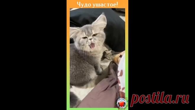 Вроде котик.., а вроде нет