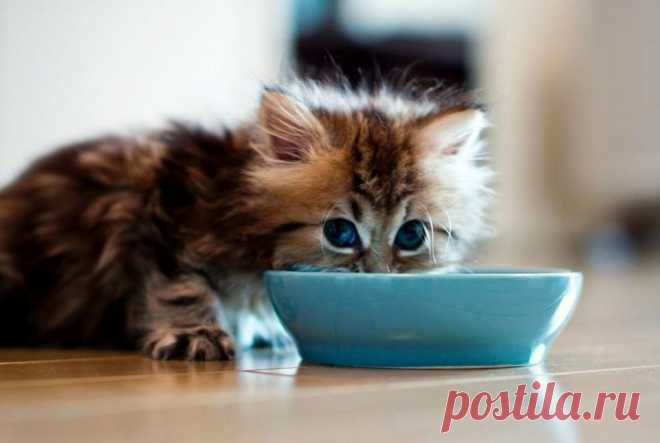 Миса Тиса - Милашки!😻😻😻