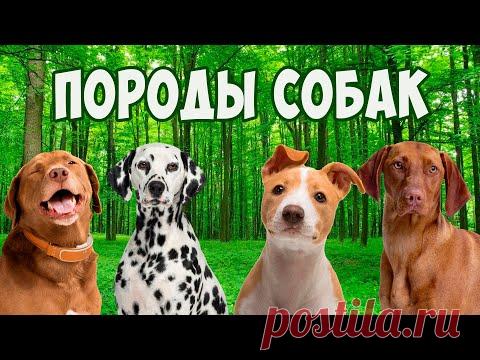 Породы собак с фотографиями и названиями для детей | Детское развивающее видео для малышей - YouTube
