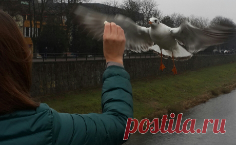 Чайки в Ужгороде