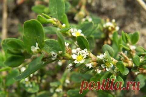 Горец птичий и его применение в народной медицине