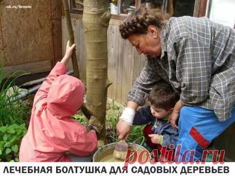 Самой ранней весной я обмазываю стволы специальной смесью.
Срезы лучше замазывать варом. А раны и трещины - лечебной болтушкой.
Для предупреждения солнечных ожогов и заживления морозобойных трещин.
Беру глину, развожу ее водой и настаиваю не меньше двух дней, чтобы все комочки в растворе размякли. А потом добавляю в эту болтушку свежайший коровий навоз (конский лучше, но мне его не всегда удается достать). смесь по консистенции напоминает сметану 30% жирности или раствор для оштукатуривания. Т.е