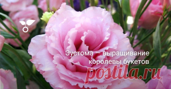 Эустома — выращивание королевы букетов Цветение эустомы зависит от сроков посева и начинается спустя 20 недель после высева. У классических садовых эустом оно стартует в июне-августе и длится вплоть до середины осени, ведь растение не прекратит радовать цветками до тех пор, пока мороз не достигнет -10 градусов и не выпадет снег.