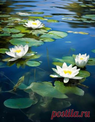 Изображение пина-истории