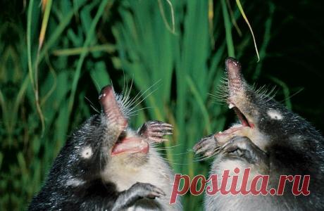 Редкий и удивительный зверек, обитающий в России и занесенный в Красную книгу - выхухоль