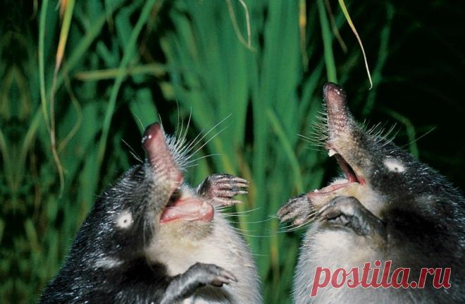 Редкий и удивительный зверек, обитающий в России и занесенный в Красную книгу - выхухоль