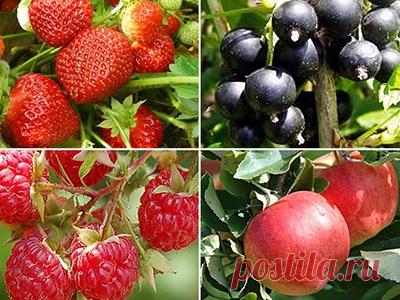 Brix как показатель качества плодово-ягодных и овощных культур - Cредства защиты растений для сельского хозяйства Воронеж | Белгород | Курск | Липецк | Тамбов Выращивание сельскохозяйственной продукции, которая будет соответствовать самым высоким критериям качества – выгодное вложение средств. Каждый п...