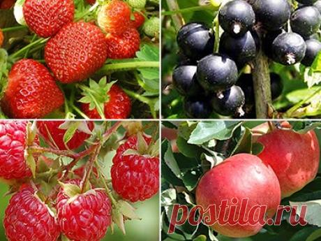 Brix как показатель качества плодово-ягодных и овощных культур - Cредства защиты растений для сельского хозяйства Воронеж | Белгород | Курск | Липецк | Тамбов Выращивание сельскохозяйственной продукции, которая будет соответствовать самым высоким критериям качества – выгодное вложение средств. Каждый п...