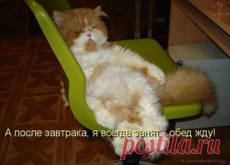 Котики - муркотики