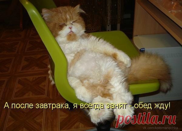 Котики - муркотики