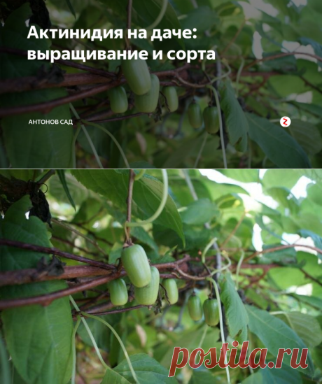 Актинидия на даче: выращивание и сорта | Антонов Сад | Яндекс Дзен