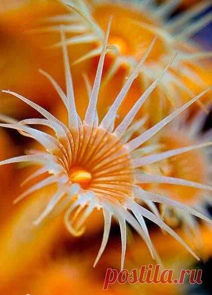 Sea sun flowers