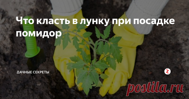 Что класть в лунку при посадке помидор Томаты, выращенные своими руками на своем участке имеют совсем другой вкус. Они ароматные и вкусные. Но ,чтобы вырастить такие томаты, необходимо их правильно садить и ухаживать за ними. Какие удобрения необходимо класть в лунку при посадке томатов, как в открытый грунт, так и в теплицу. Рассмотрим какими удобрениями подкармливаем грунт.