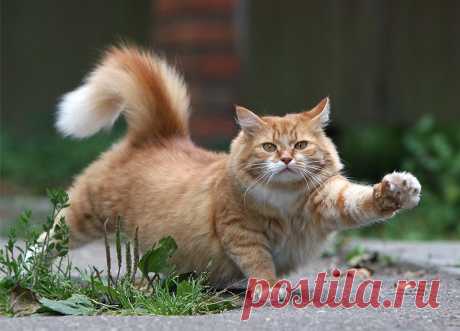 Коты-преступники или обеспечим котам комфортную жизнь