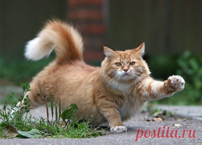 Коты-преступники или обеспечим котам комфортную жизнь