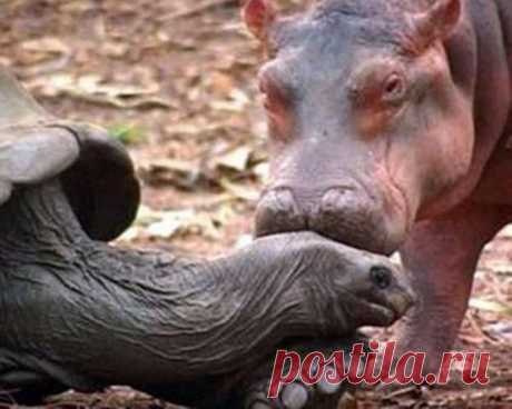 (+1) тема - Животные тоже умеют дружить! | Четвероногий юмор