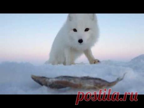 Песец: продолжение! (Песец и его подруга)