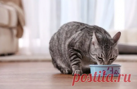 10 рецептов домашней кошачьей еды, которые понравятся каждой кошке | КотоВедение | Яндекс Дзен