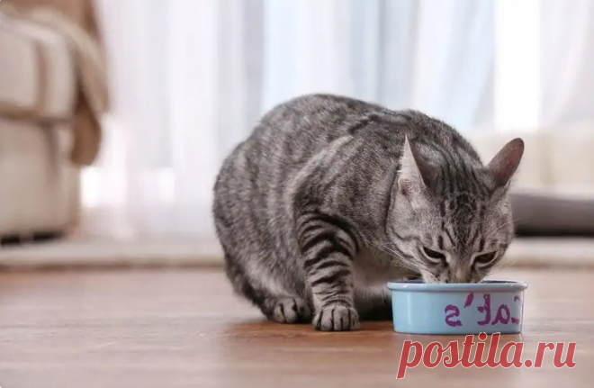 10 рецептов домашней кошачьей еды, которые понравятся каждой кошке | КотоВедение | Яндекс Дзен