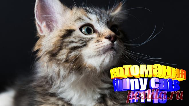 Любите смотреть видео про смешных котов? Тогда мы уверены, Вам понравится наше видео 😍. Также на котомании Вас ждут: видео кот,видео кота,видео коте,видео котов,видео кошек,видео кошка,видео кошки,видео о котах, видео о кошках смешное, видео с кошками, кот смешное видео, котики смешные, кошка смешная, кошки и собаки видео, приколы котов, прикольные кошки, ролики про животных, самые смешные коты, смешные видео про животных, смешные котики