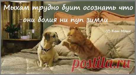Блог Кота Моти.: Пятниса ,ядрит тваю..
