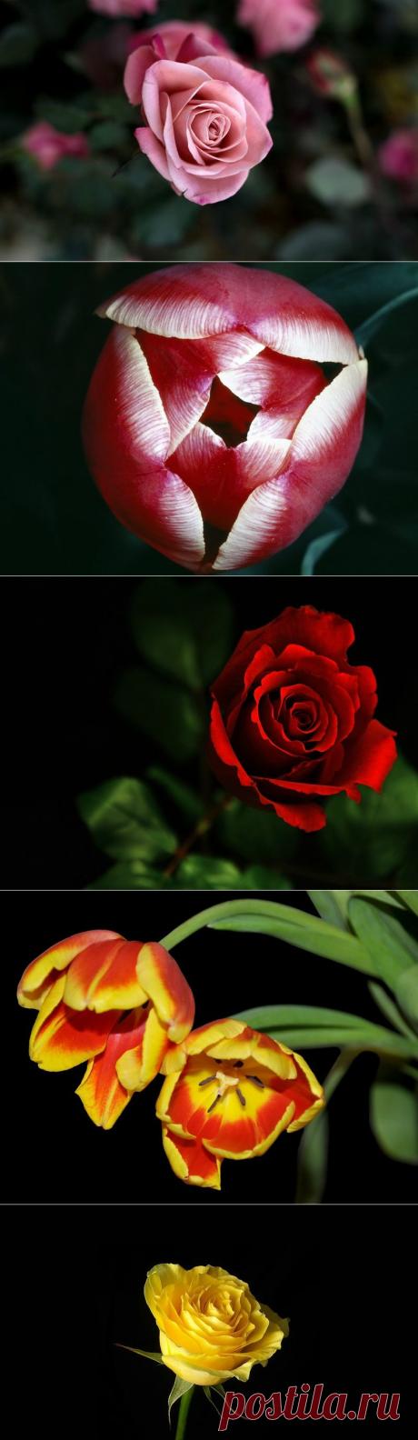 Цветы нам дарят вдохновенье....