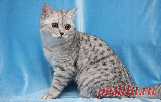 Порода кошки из рекламы Вискас: фото, виды. Цена на кота в рекламе Whiskas