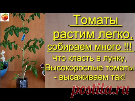 Томаты Делаем так при посадке  для хорошего урожая Высокорослые томаты Tomato - YouTube