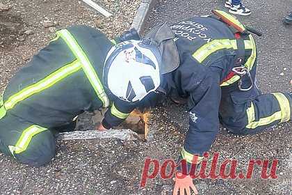 Сотрудники МЧС спасли котенка из трубы в Приморье. В Уссурийске Приморского края сотрудники МЧС спасли котенка, оказавшегося в дренажной трубе. Об этом в понедельник, 12 июня, сообщает «МК» со ссылкой на ведомстве. Как рассказали спасатели, к ним обратились жители одного из многоквартирных домов города. Они сообщили, что из водосточной трубы доносится писк.