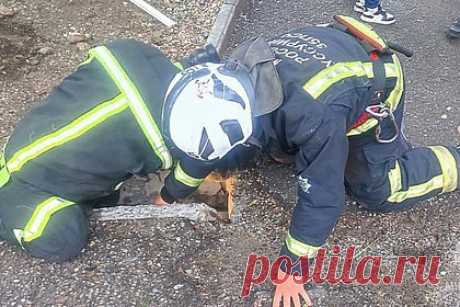 Сотрудники МЧС спасли котенка из трубы в Приморье. В Уссурийске Приморского края сотрудники МЧС спасли котенка, оказавшегося в дренажной трубе. Об этом в понедельник, 12 июня, сообщает «МК» со ссылкой на ведомстве. Как рассказали спасатели, к ним обратились жители одного из многоквартирных домов города. Они сообщили, что из водосточной трубы доносится писк.