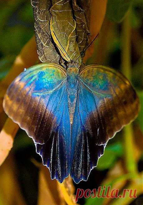 Butterfly with Gorgeous Colors | Mariposas - libelulas - mariquitas .…