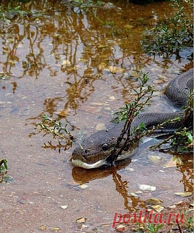 ПИТОН НА ОХОТЕ