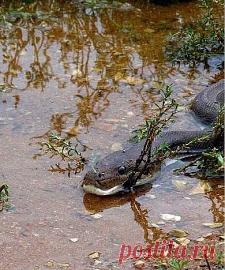 ПИТОН НА ОХОТЕ