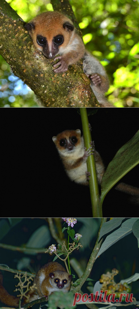 На Мадагаскаре найден новый вид лемуров — National Geographic Россия