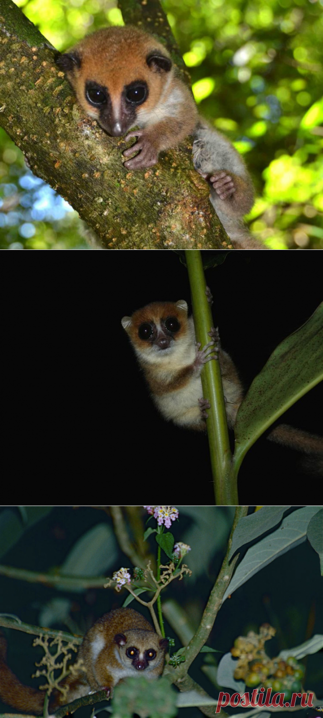 На Мадагаскаре найден новый вид лемуров — National Geographic Россия