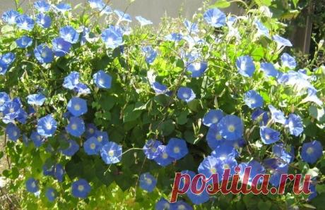 Лиана ипомея: посадка и уход. Ипомея: выращивание из семян. | LS