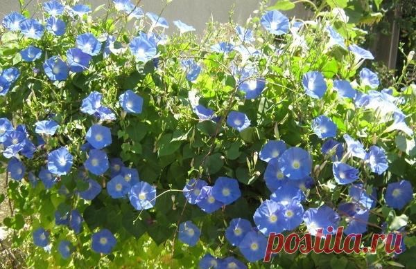 Лиана ипомея: посадка и уход. Ипомея: выращивание из семян. | LS