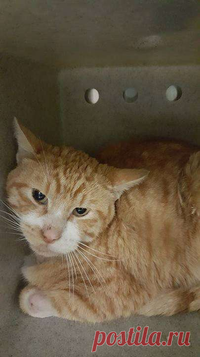 Кот с рулоном от скотча на шее… Что может быть печальнее? К счастью, жизнь Валентина сейчас совсем другая