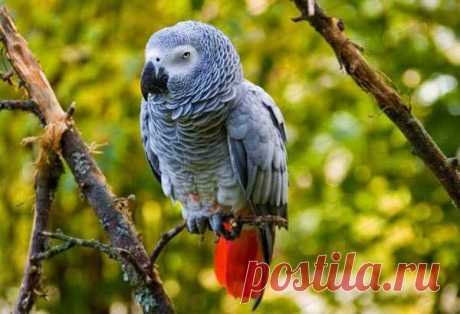 Попугай - интеллектуал:Краснохвостый жако!