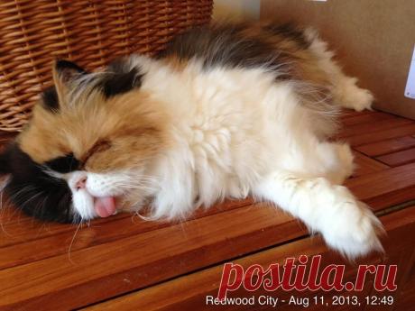 Приколы и курьезы поднимут вам настроение | последние новости Украины и мира | ТЕЛЕГРАФ