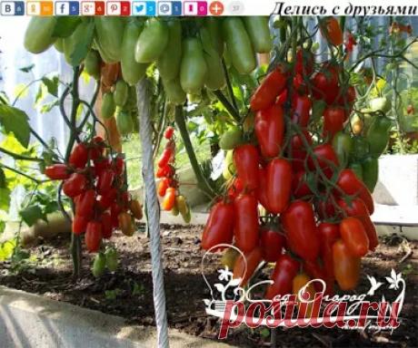 Уникальная подкормка для созревания помидоров! Первое и самое важное: томаты...