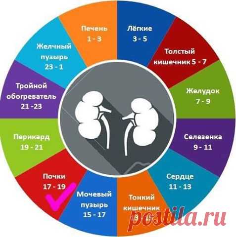 Стакан воды в часы «Ю-ши» для здоровья почек 
Напоить почки: 17.00-19.00 - часы 