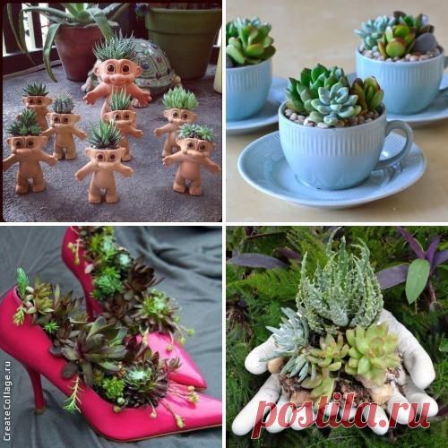 Красивейшие композиции для дома и сада с суккулентами | Наши дома