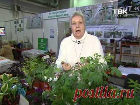 Советы тети Тани. Повилика.