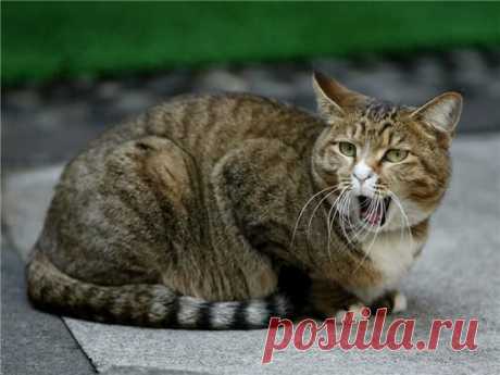 Уличные котяры