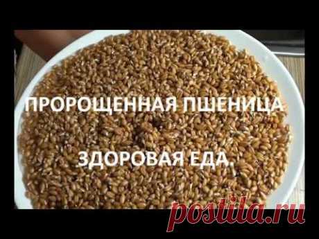 Проращиваем пшеницу и овес. Здоровая еда