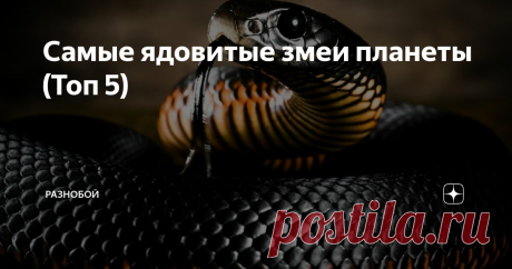 Самые ядовитые змеи планеты (Топ 5) К змеям человек не может относиться равнодушно – наблюдение за ними из безопасного места вызывает восторг, а близкий контакт чаще оборачивается ужасом и паникой.
