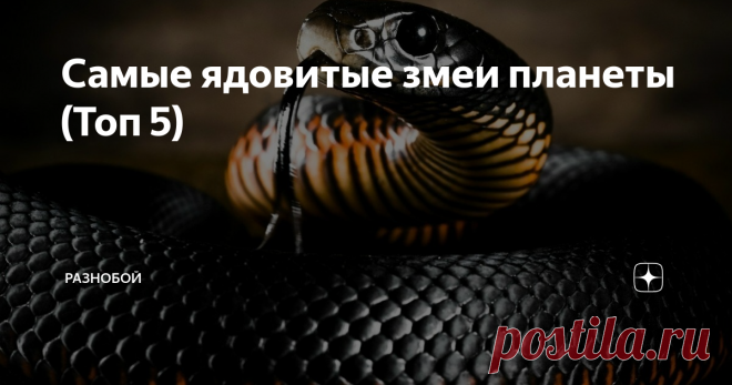 Самые ядовитые змеи планеты (Топ 5) К змеям человек не может относиться равнодушно – наблюдение за ними из безопасного места вызывает восторг, а близкий контакт чаще оборачивается ужасом и паникой.