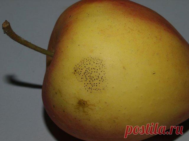 Что делать, если на деревьях появились черные пятна | Болезни и вредители (Огород.ru)