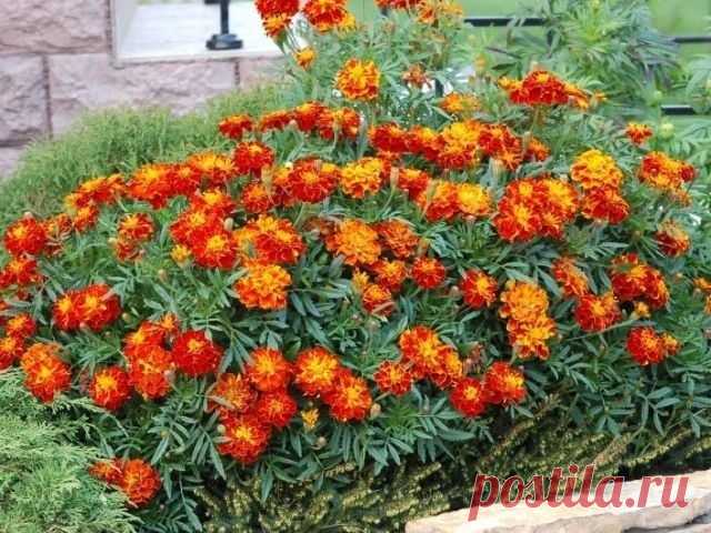 Обсадите грядку по самому краю бархатцами или календулой - Садоводка